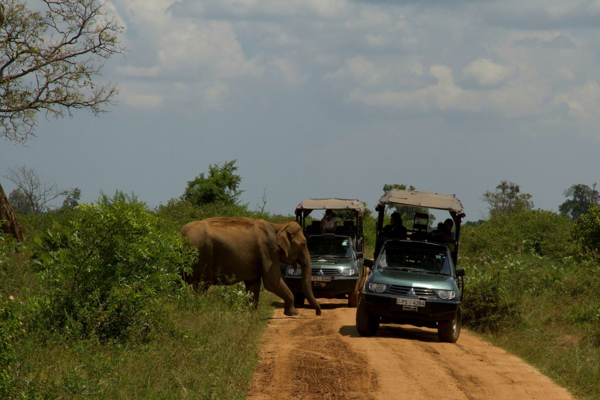 Mahoora Tented Safari Camp Udawalawe Hotel Exterior photo